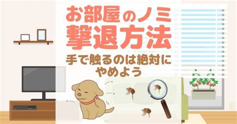 家蚤|家庭でのノミ駆除方法: 13 ステップ (画像あり)